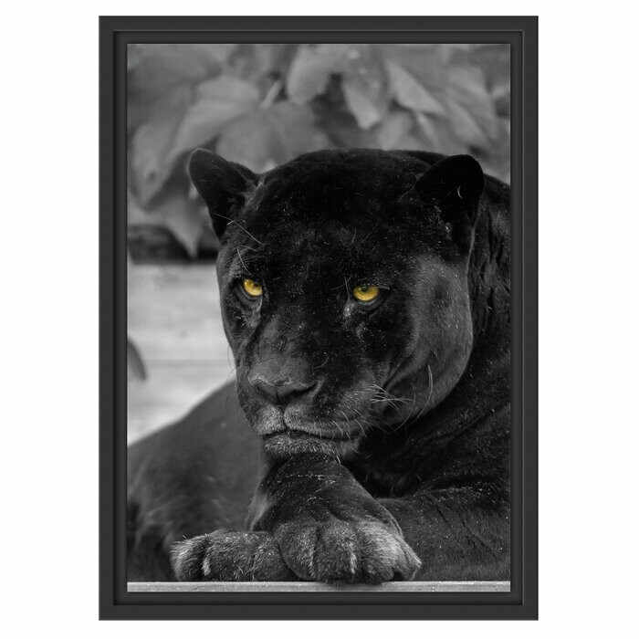 Tablou „Pantera neagra”, 55 x 40 cm