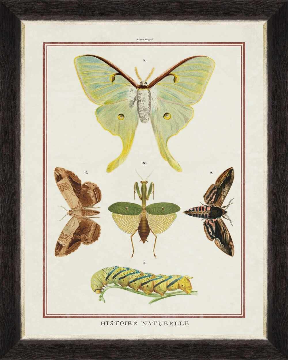Tablou Framed Art Biodiversity Plate VI