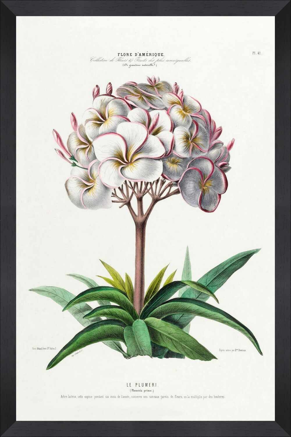 Tablou Framed Art Flore Amerique VII