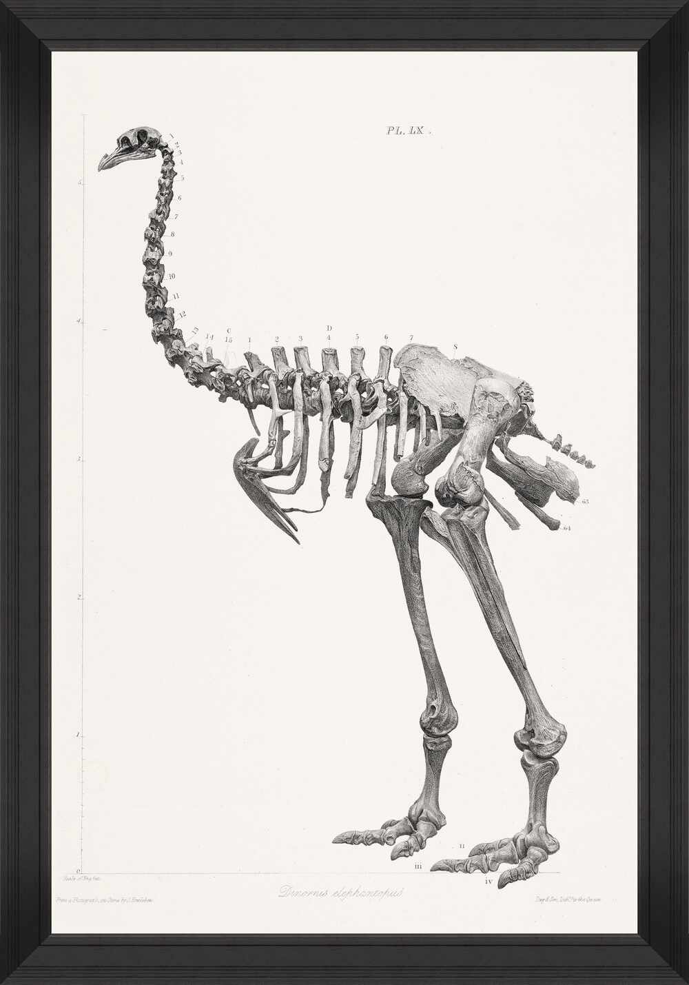  Tablou Framed Art Moa Skeleton la pret 857 lei 