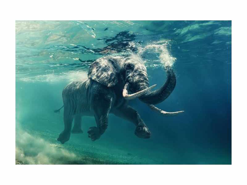 Tablou Sticla Elephant, 120 x 80 cm