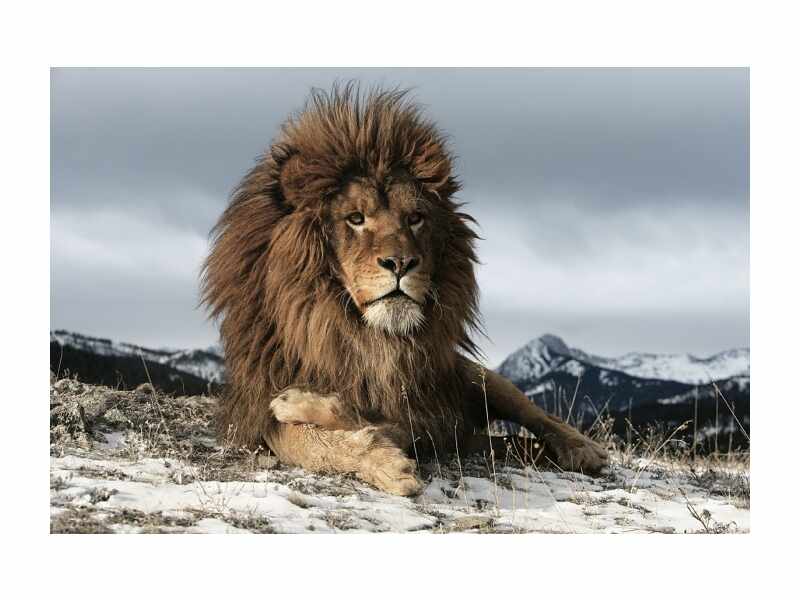 Tablou Sticla Lion, 120 x 80 cm