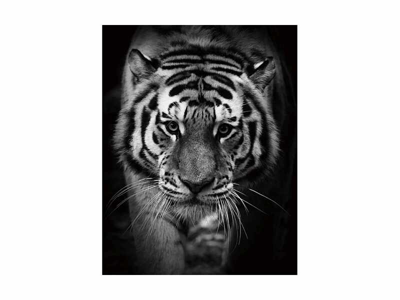 Tablou Sticla Tiger, 80 x 120 cm