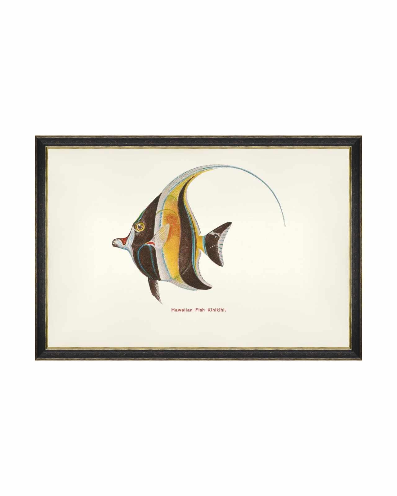 Tablou Framed Art Fishes Of Hawaii - Kihikihi Fish, 60 x 40 cm