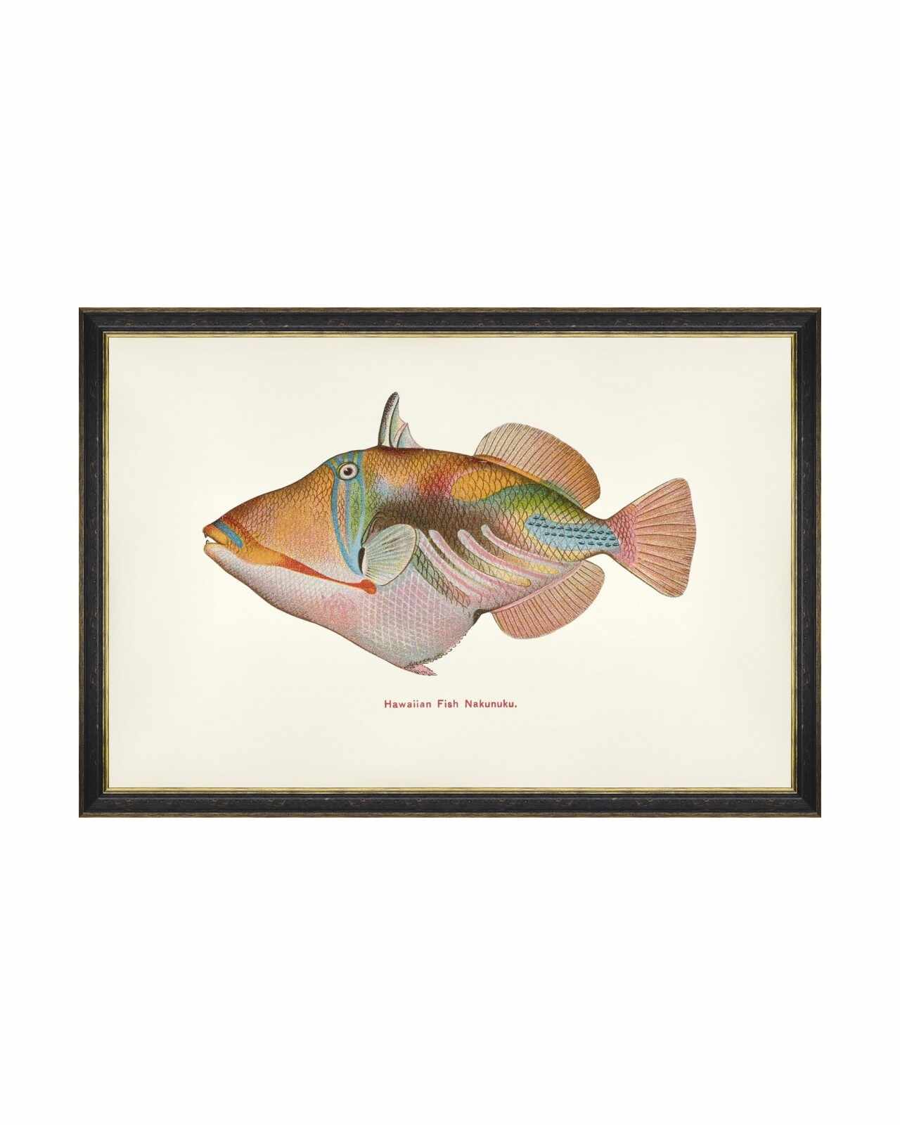Tablou Framed Art Fishes Of Hawaii - Nakunuku Fish, 60 x 40 cm