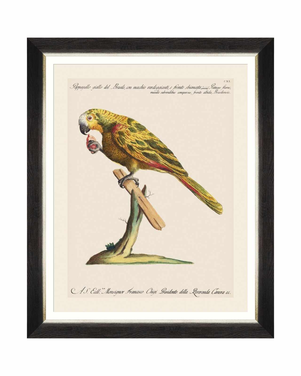 Tablou Framed Art Parrots Of Brasil IV, 40 x 50 cm
