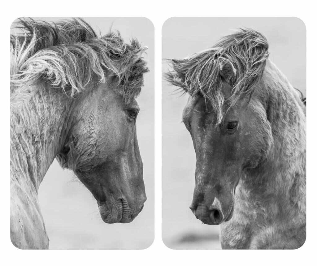Set de 2 placi de acoperire a aragazului Horses - Wenko, Gri & Argintiu