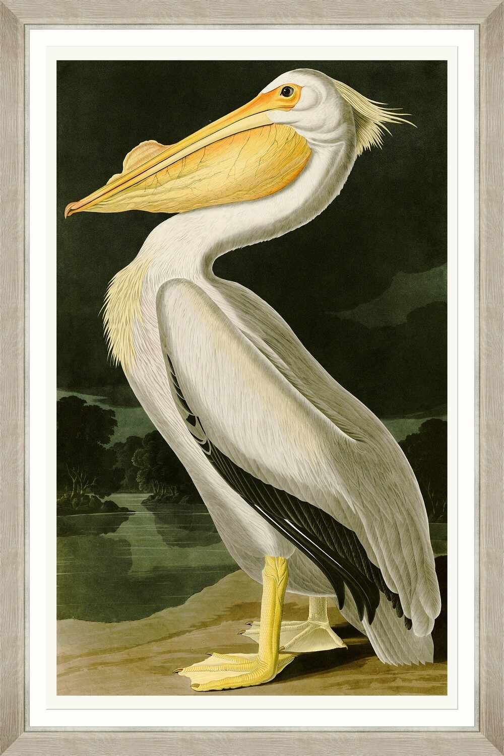 Tablou Framed Art American White Pelican By Audubon