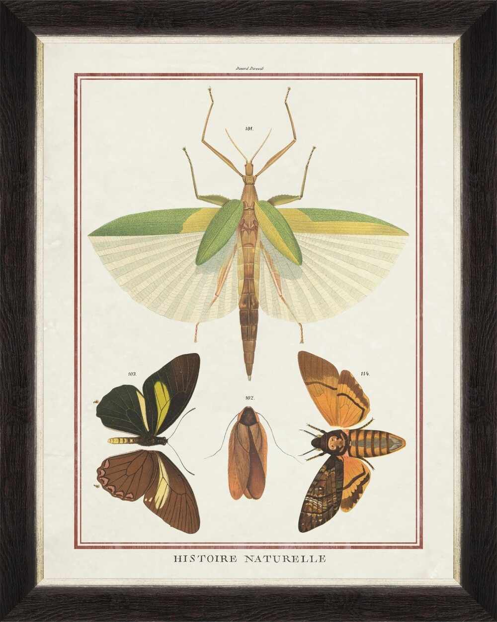 Tablou Framed Art Biodiversity Plate II