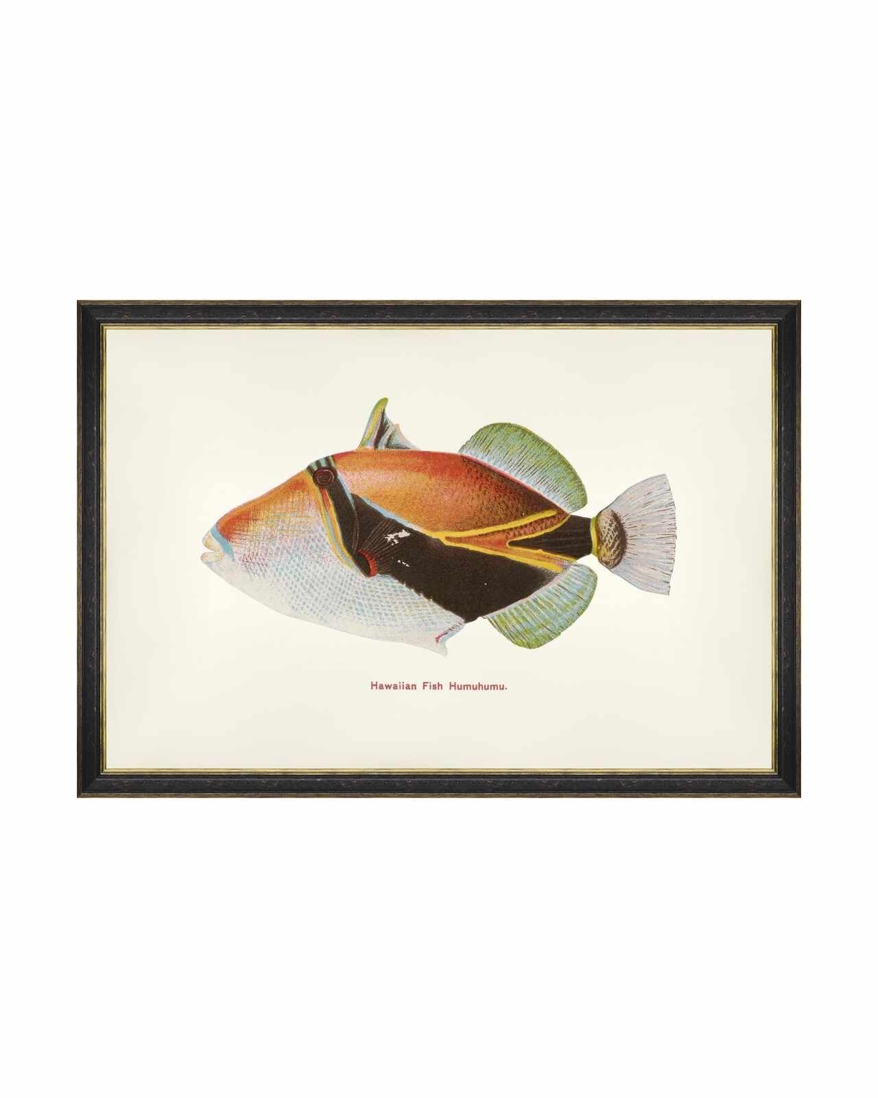 Tablou Framed Art Fishes Of Hawaii - Humuhumu Fish, 60 x 40 cm