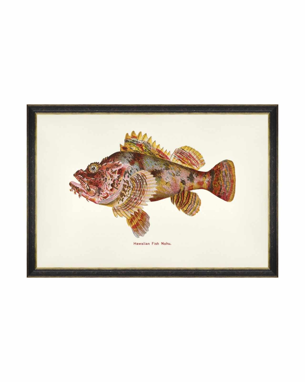 Tablou Framed Art Fishes Of Hawaii - Nohu Fish, 60 x 40 cm